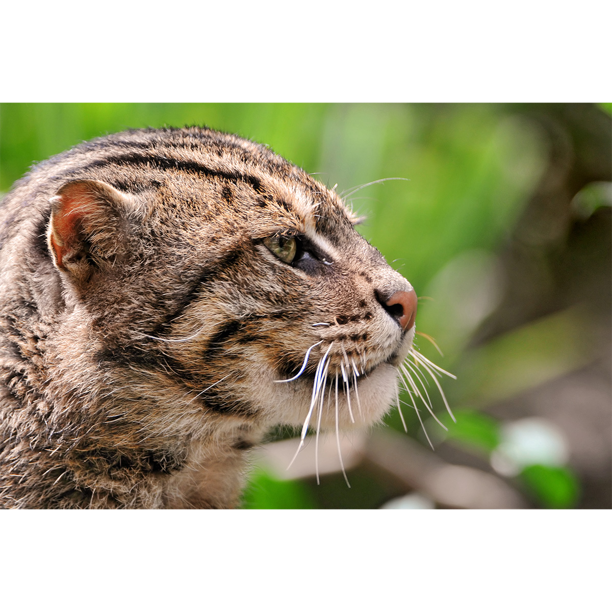 Кошка-рыболов / Крапчатая кошка / Рыбья кошка (Prionailurus viverrinus) Фото №10