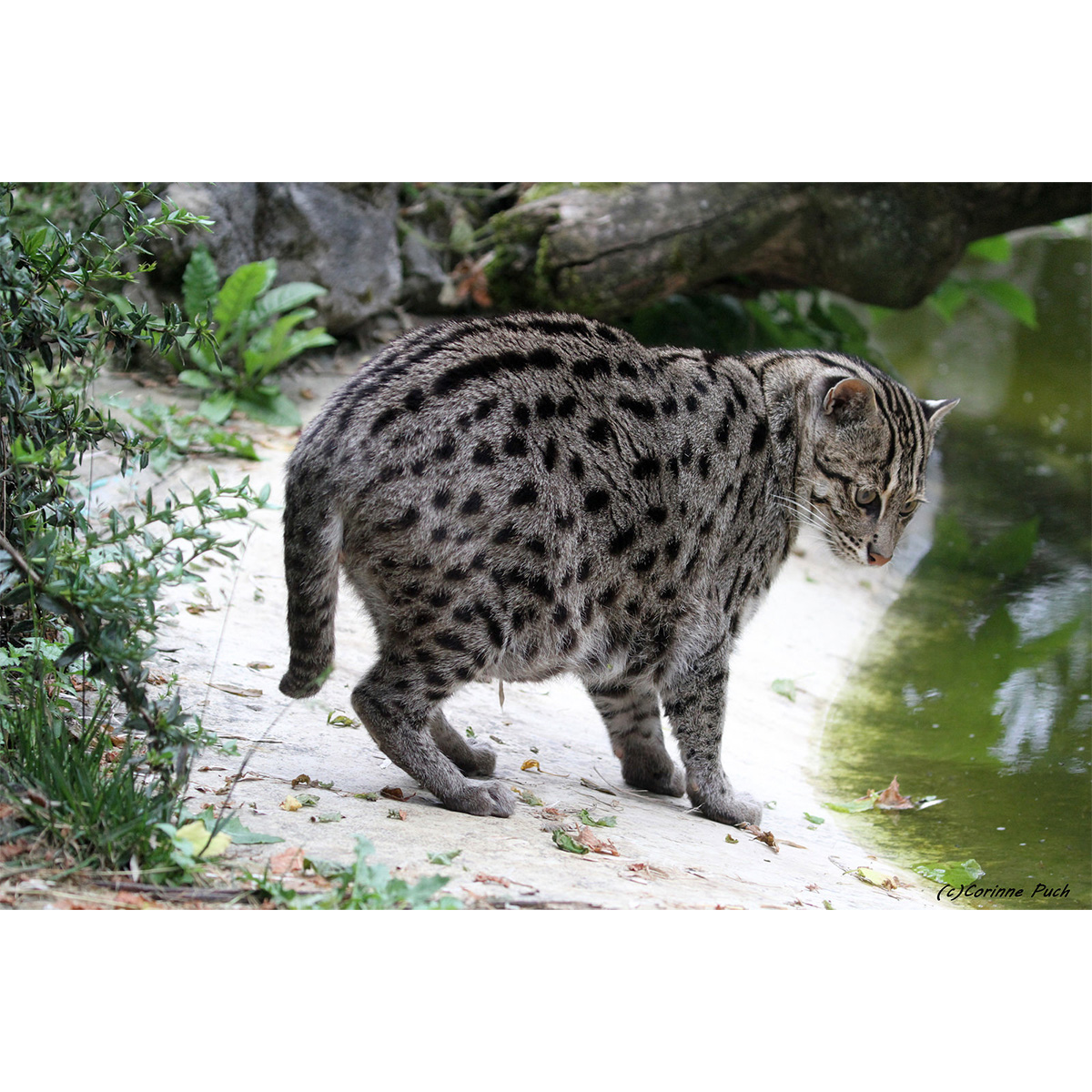 Кошка-рыболов / Крапчатая кошка / Рыбья кошка (Prionailurus viverrinus) Фото №3
