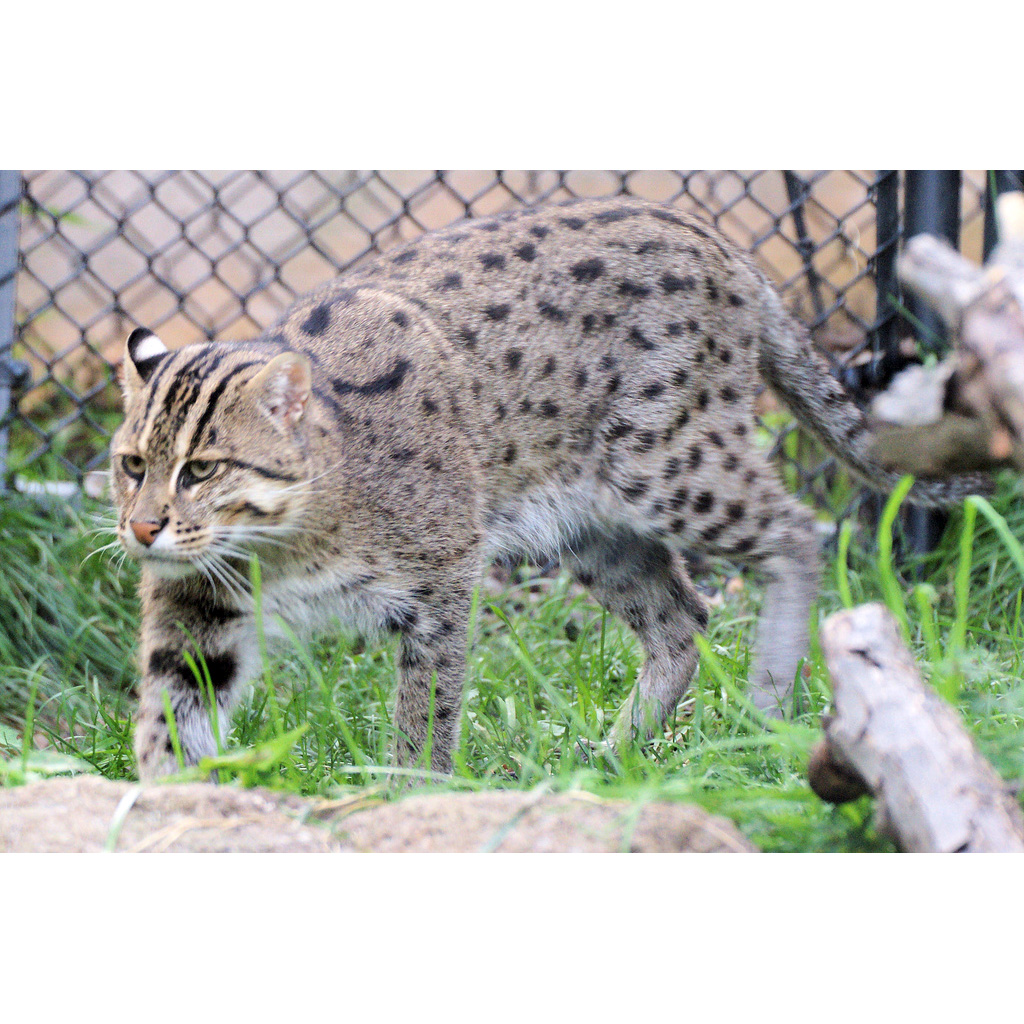 Кошка-рыболов / Крапчатая кошка / Рыбья кошка (Prionailurus viverrinus) Фото №5