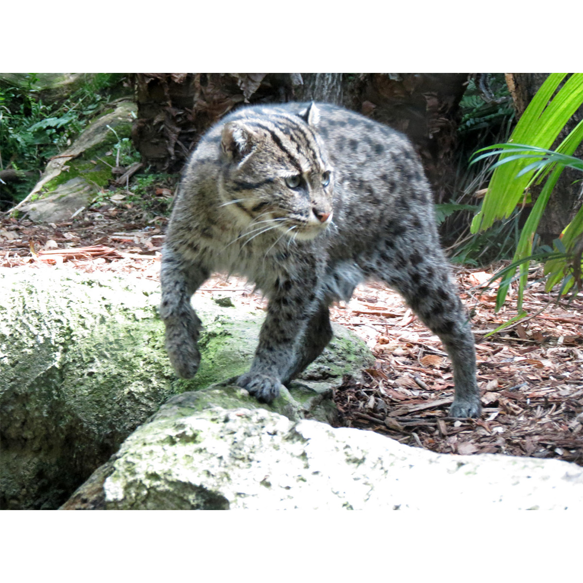 Кошка-рыболов / Крапчатая кошка / Рыбья кошка (Prionailurus viverrinus) Фото №6