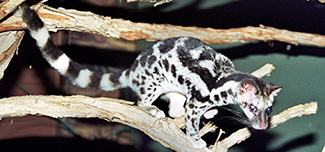 Prionodon linsang linsang
