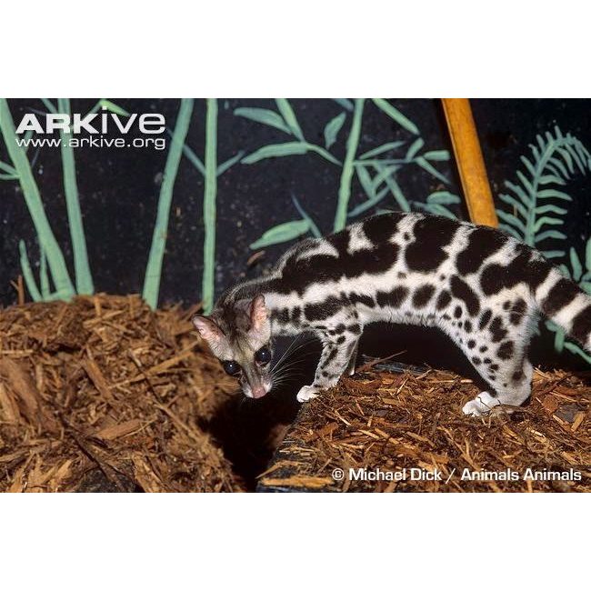 Пятнистый линзанг (Prionodon pardicolor) Фото №5