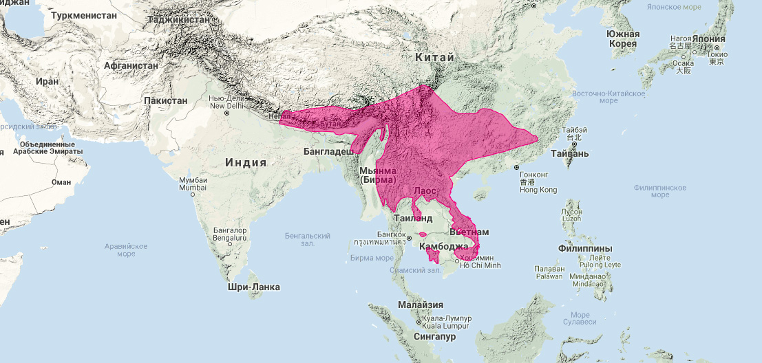 Пятнистый линзанг (Prionodon pardicolor) Ареал обитания на карте