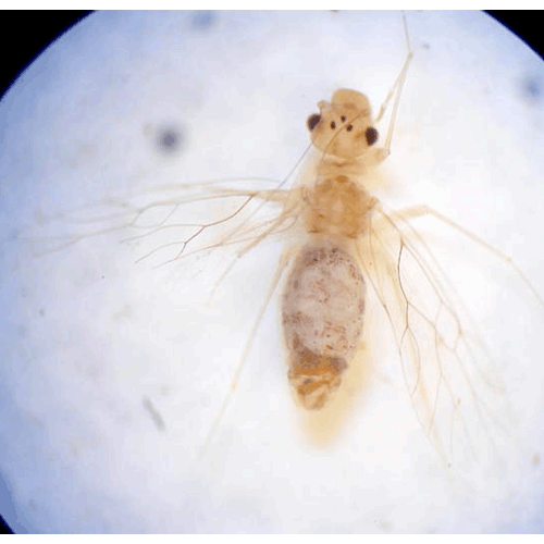 Семейство Prionoglarididae фото