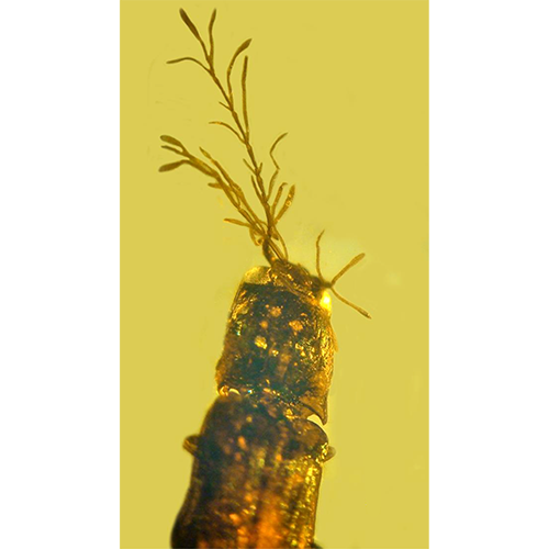 Отряд Priscadvenales фото