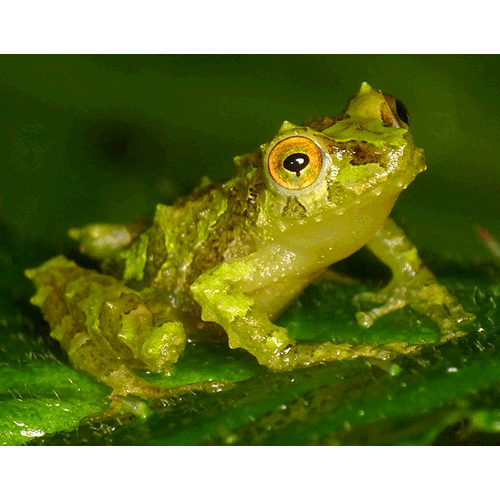  Род Pristimantis  фото
