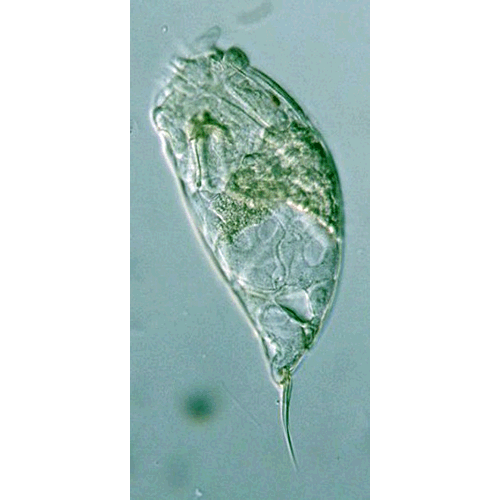 Семейство Proalidae  фото