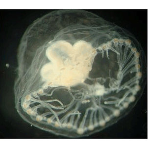 Семейство Proboscidactylidae  фото