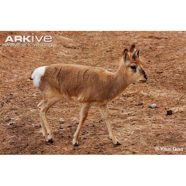 Procapra przewalskii Фото №8