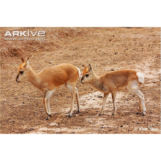 Procapra przewalskii Фото №9