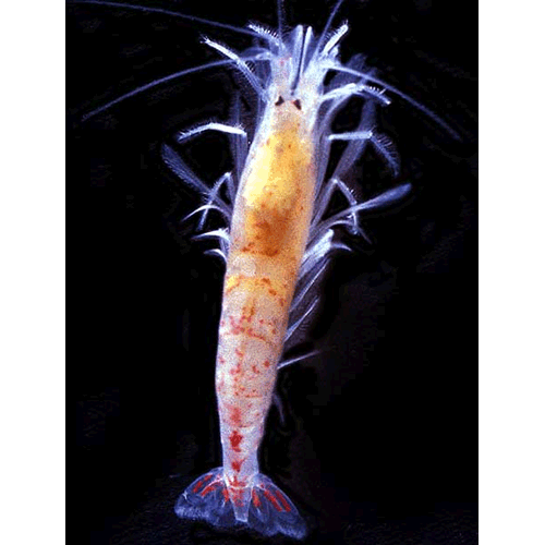 Семейство Procaridoidea фото
