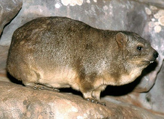 Procavia capensis capensis