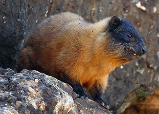 Procavia capensis habessinicus