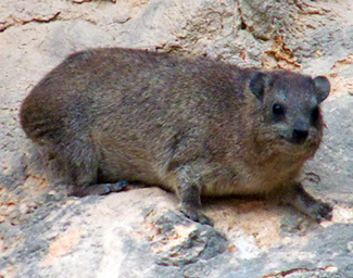 Procavia capensis jayakari