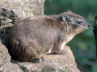 Procavia capensis johnstoni