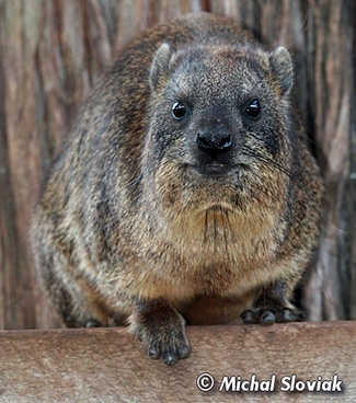 Procavia capensis mackinderi