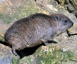 Procavia capensis matschiei