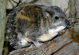 Procavia capensis ruficeps