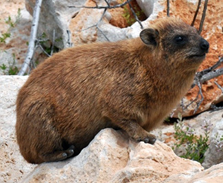 Procavia capensis syriacus