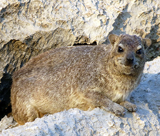 Procavia capensis welwitschii