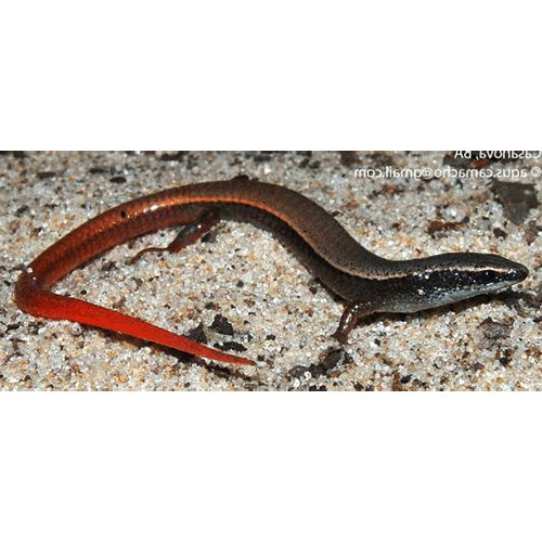  Род Procellosaurinus  фото