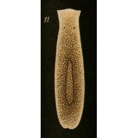 Семейство Procerodidae  фото