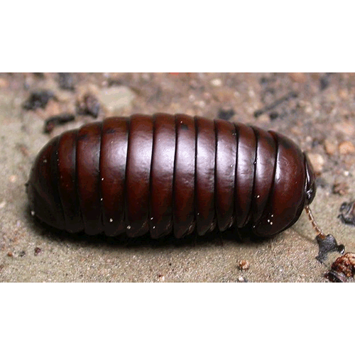 Семейство Procyliosomatidae фото
