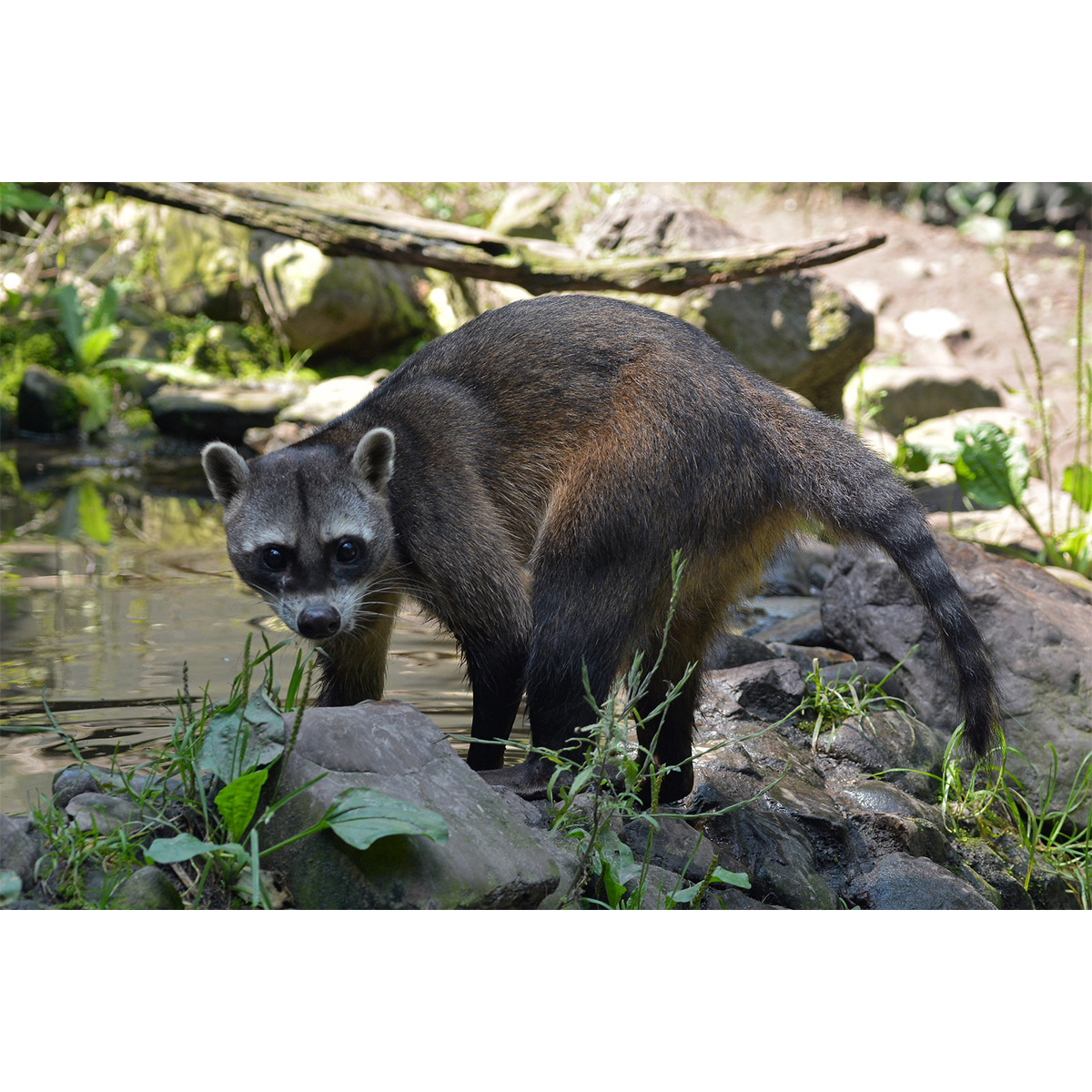 Енот-ракоед (Procyon cancrivorus) Фото №2