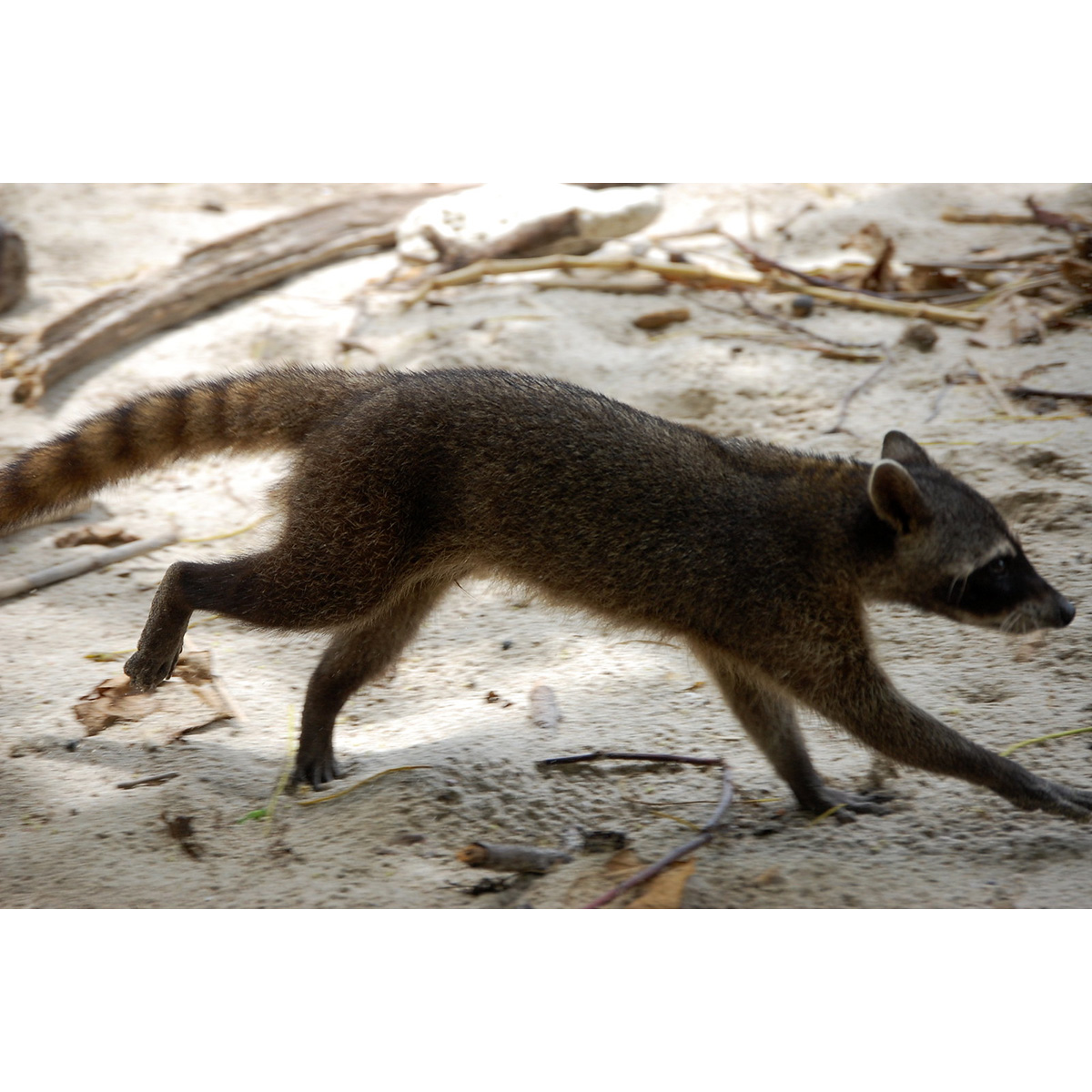 Енот-ракоед (Procyon cancrivorus) Фото №3