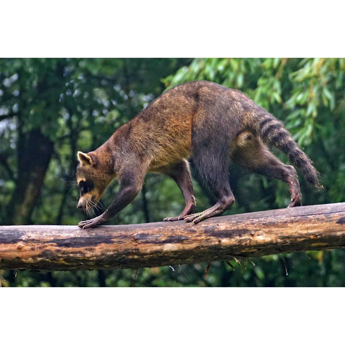 Енот-ракоед (Procyon cancrivorus) Фото №4