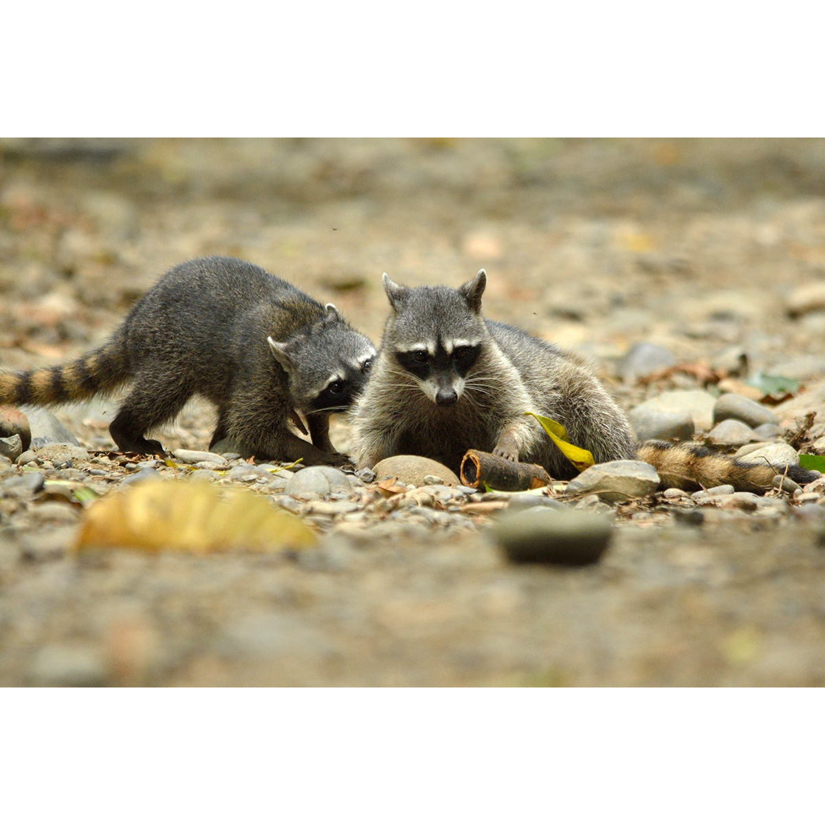 Енот-ракоед (Procyon cancrivorus) Фото №7