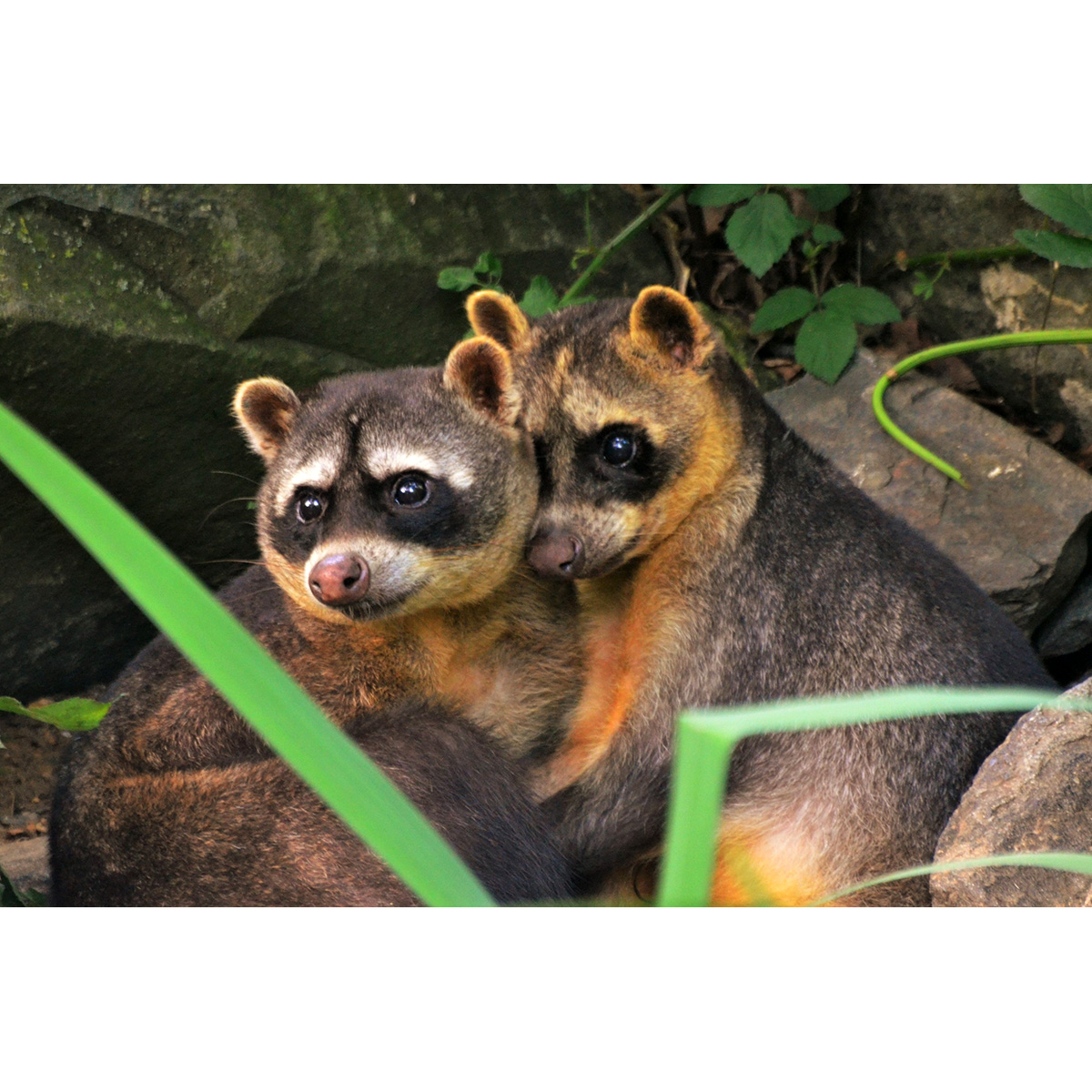 Енот-ракоед (Procyon cancrivorus) Фото №8