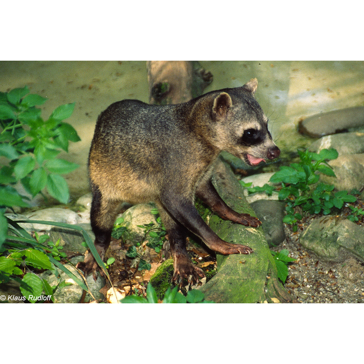 Енот-ракоед (Procyon cancrivorus) Фото №9