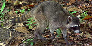 Procyon cancrivorus cancrivorus