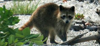 Procyon lotor auspicatus
