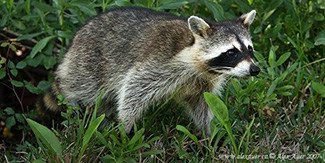 Procyon lotor elucus