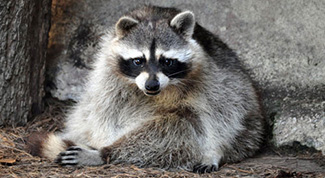Procyon lotor fuscipes