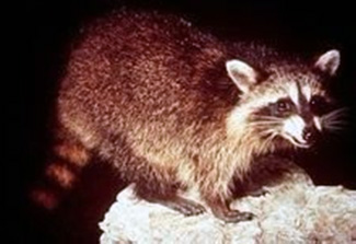 Procyon lotor gloveralleni