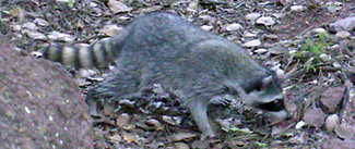 Procyon lotor hernandezii