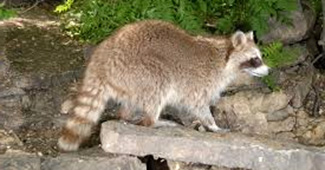 Procyon lotor hirtus
