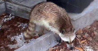 Procyon lotor incautus