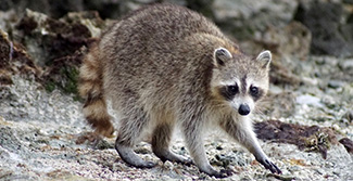 Procyon lotor inesperatus