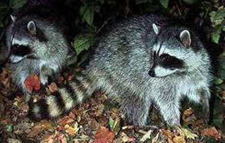 Procyon lotor insularis