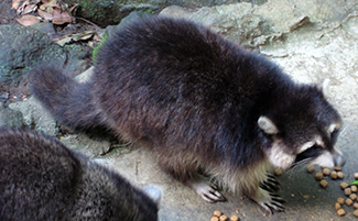 Procyon lotor maynardi