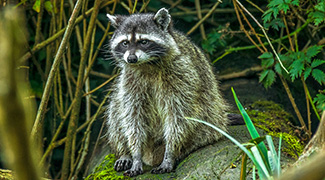 Procyon lotor pacificus
