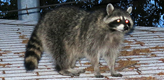 Procyon lotor psora