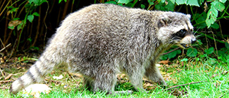 Procyon lotor vancouverensis