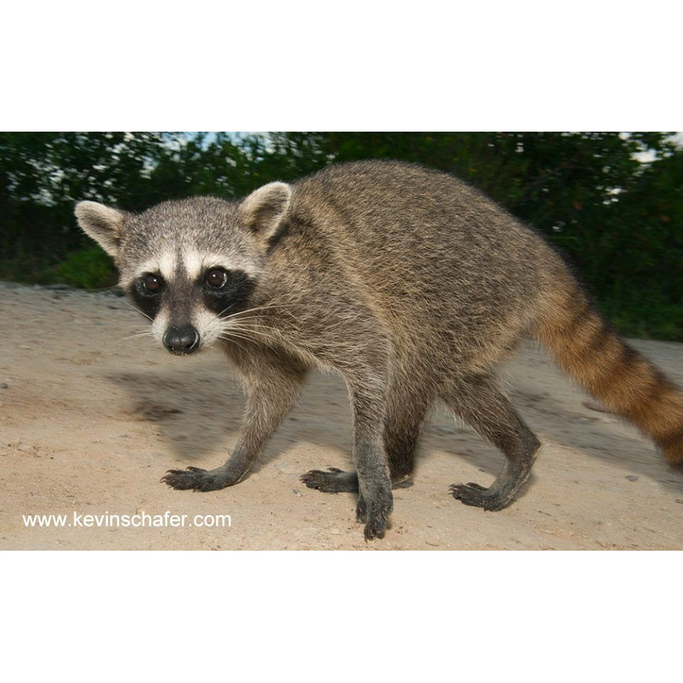 Косумельский енот (Procyon pygmaeus) Фото №2