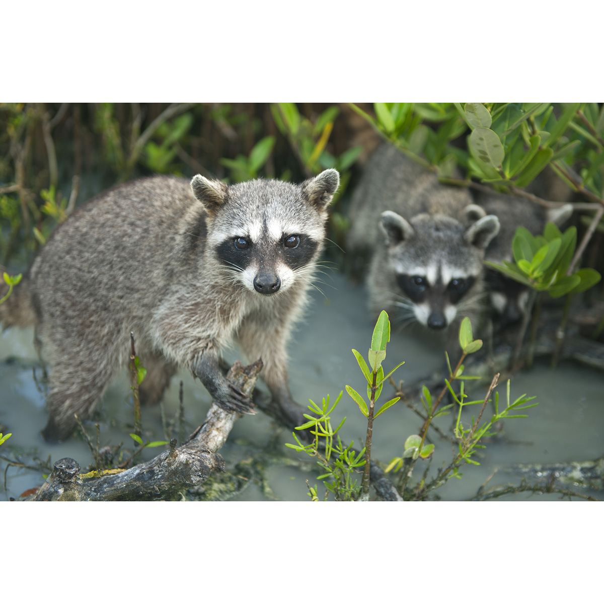 Косумельский енот (Procyon pygmaeus) Фото №5