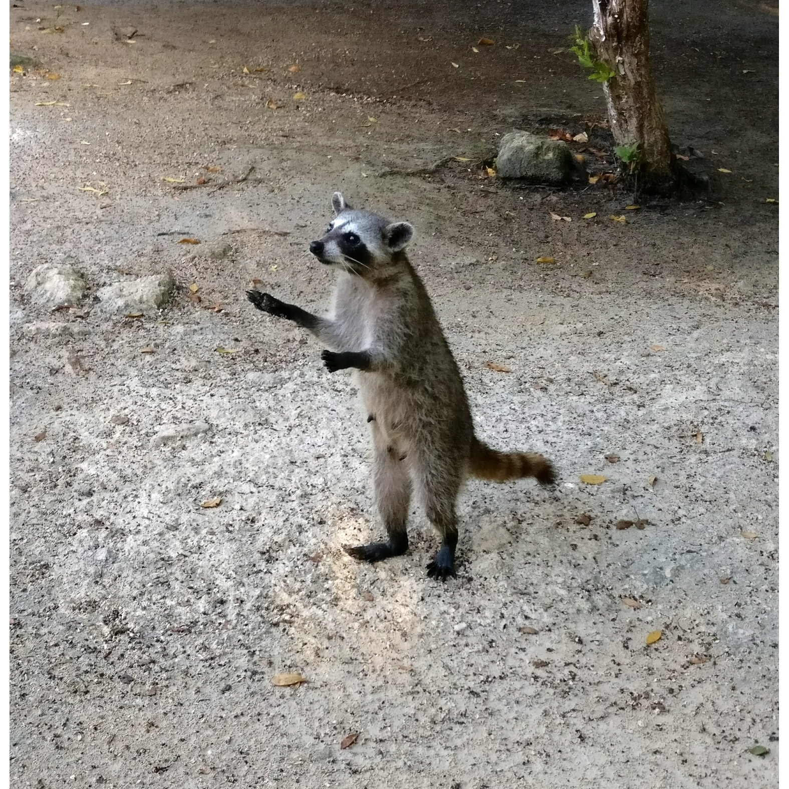 Косумельский енот (Procyon pygmaeus) Фото №6